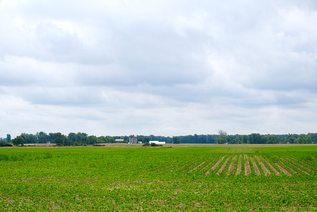 Soybeans, Sky, Silos