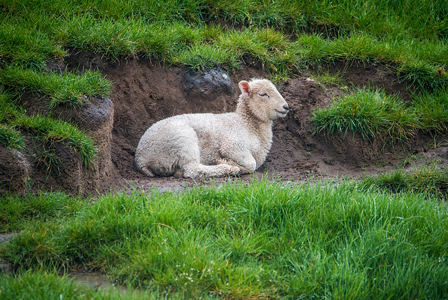 Lamb sheltering