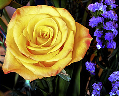Yellow Rose Blossom