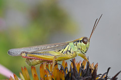 Grasshopper_DSC 9852