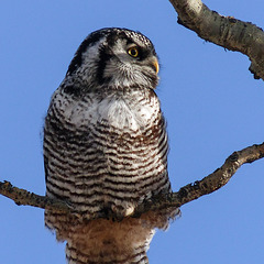 Northern Hawk Owl from 2016