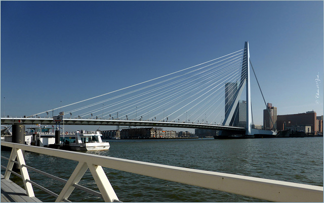 Rotterdam Erasmus Bridge: The Swan...