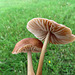 Mushrooms, Erik Butters' field