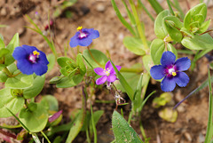 Anagallis arvensis, Spergularia purpurea