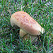 Mushroom with guttation droplets - Soap Tricholoma / Tricholoma saponaceum?