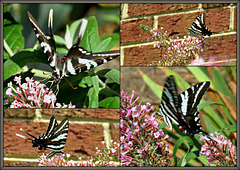 Zebra Swallowtail   !