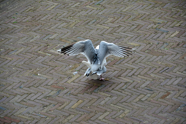 Double gull