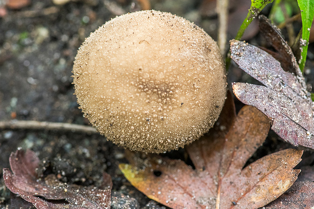 A fungus from the undergrowth