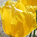 This gorgeous sunny tulip