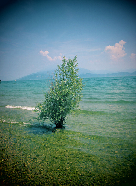 Olive tree takes a dip...