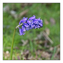 English or Common Bluebell