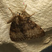 Moth IMG 5711