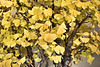 Bonsai Ginkgo Tree – United States National Arboretum, Washington, DC