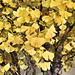 Bonsai Ginkgo Tree – United States National Arboretum, Washington, DC
