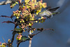 Hummingird's early spring