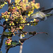 Hummingird's early spring