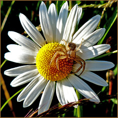 White flower with spider