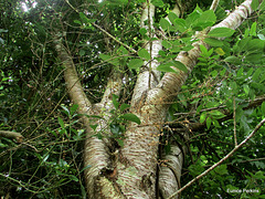 Trunk And Leaves.