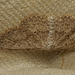 Moth IMG 5747
