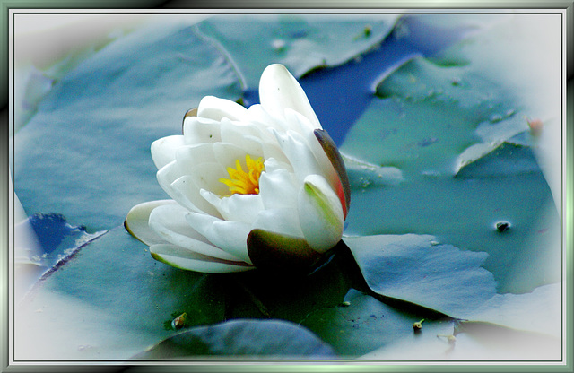 White Water lily. ©UdoSm