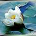 White Water lily. ©UdoSm
