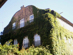 House with coat of ivy.