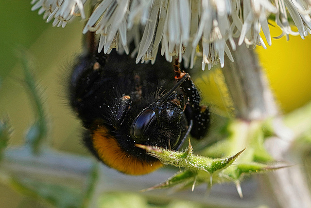 Eine dicke Hummel ... A big bumblebee ...