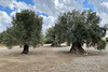 Gortyna 2021 – Old olive trees