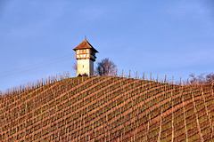 Rebhäuschen vom Weingut Haltnau - Meersburg