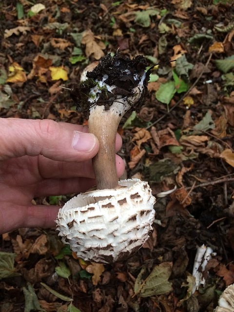 A group of Macrolepiota? Parasol Mushroom? growing in a copse of hazel trees amongst the autumn leaves