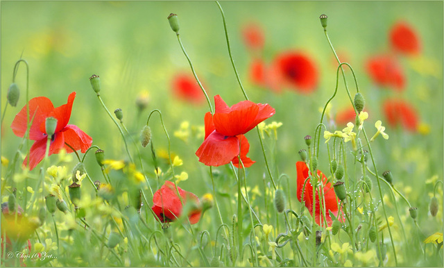 Poppies in the Field...
