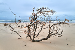 Murrays Beach / Shell Tree (near Coffs Harbour)