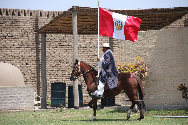Peruvian Paso