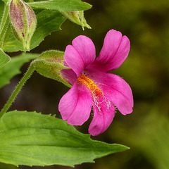 Pink Monkeyflower / mimulus lewisii