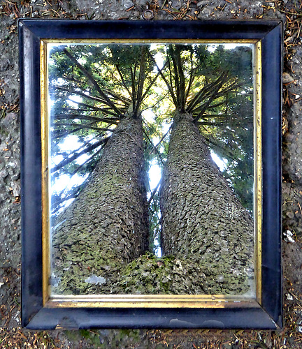 Portrait of conjoined spruces