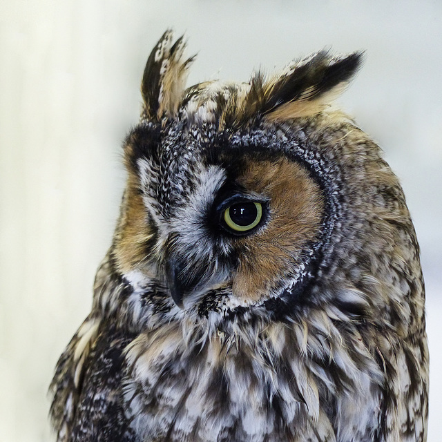 Long-eared Owl