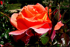 Rose garden, El Retiro, Madrid