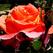 Rose garden, El Retiro, Madrid