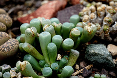 Lebende Steine - Fenestraria rhopalophylla - PiP