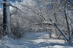 sentier de neige