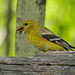 American Goldfinch female with Sunflower seed