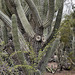 Toothpick Cactus with Two Rosettes – Desert Botanical Garden, Papago Park, Phoenix, Arizona
