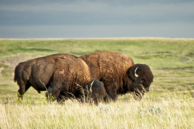 Bison pair grazing