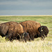 Bison pair grazing