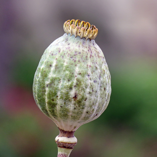 Poppy seedpod wearing its crown