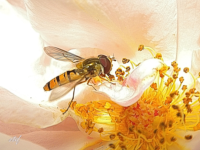 busy flowerfly (syrphidae)