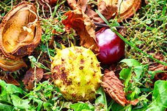 1 (35)..austria kastanie..buckeye..herbst autumn
