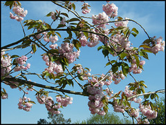 blossom from a bus window