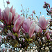 les magnolias sont fleuris,