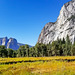 Yosemite Valley Meadow